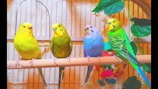 2 males and 2 females budgies making a master music in the Spring. 7 Hr Parakeet Chirping.