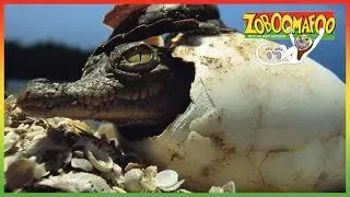 🐵 Zoboomafoo 135 | Who's in the Egg? | Animal shows for kids | Full Episode 🐵