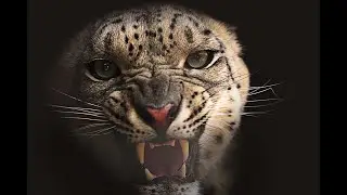 Snow leopard roar in slow motion 4k.