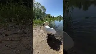 Лебедь 🦢 Лёня приплыл немного покушать 🙌🌽🦢♥️