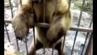 стесн на   240p