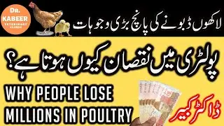 5 Reason of Loss in Poultry Farming Pakistan |  Poultry Farming Business in Pakistan
