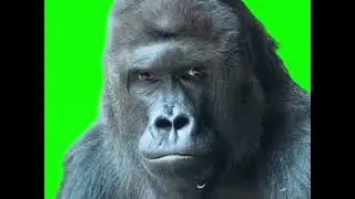 Confused Gorilla meme (Green Screen Memes) 🟢
