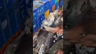 Big Fish landing  