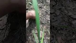 сбор грибов часть 2