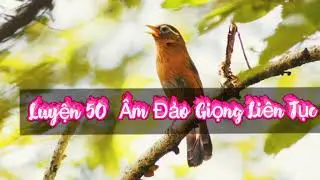 luyện giọng họa mi chuẩn 50 âm đảo giọng liên tục vào mỗi buổi sáng