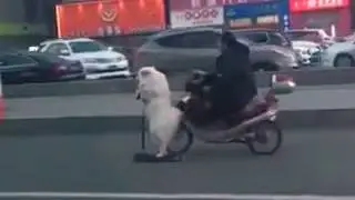 1 Собака самокатака