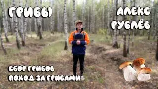 Грибы , поход за грибами, белый гриб, 2021.