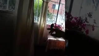 pirra cantadora la propia