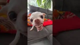 I tried to talk to Niki my dog😂😂😂