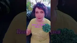 Какие снятся сны...? 