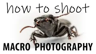 Intro to Macro Photography - Demo with Dedicated Lens and Extension Tubes