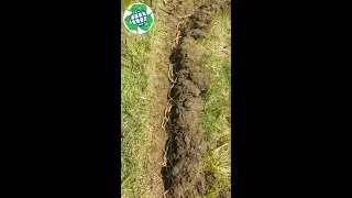 #SHORTS Guerilla Horseradish