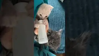 Шон и Тедди делят бутылочку