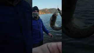 Bu balığı görürsen sakın elleme . Trakonya zehirli balık . En acı tecrübeyi yaşayan anlatıyor #lrf