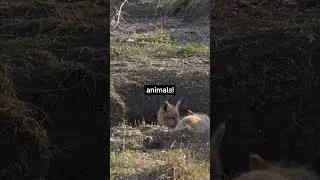 Red fox facts you didn't know #fox #foxes #redfox #animals #animalfacts