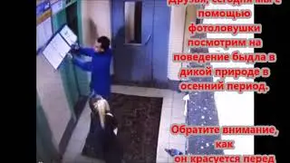 Быдло в подъезде