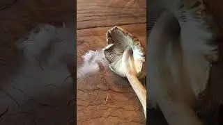 Как правильно 