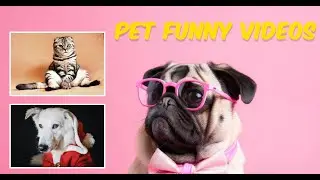 Get ready to laugh out loud with this hilarious pet video! 😂🐾 #PetHumor #FunnyPets #LOL