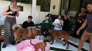 Streamer Dog Obstacle Course Challenge