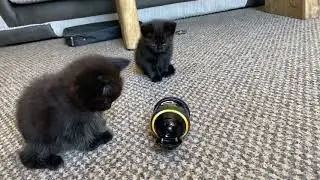 CUTE BLACK KITTENS MEET THE SONY ROLLY