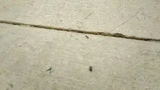 Spider chasing Ant