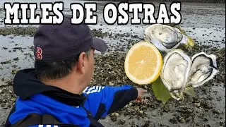 EXPLORANDO PLAYAS  OYSTER, CARACOLES, MEJILLONES, ENCONTRE MILES EN BOSTON (COASTAL FORAGING)