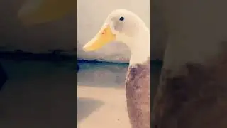 Hablándole Al Patito Juan