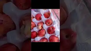 Apples or Hamsters? 🍎🐹 #ai #kling #tech #aiart #sora #video #trend #viral #foryou #explore