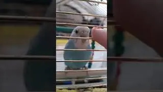 parakeet terror