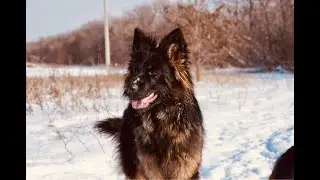 СТРИМ. Джессинде 1 годик