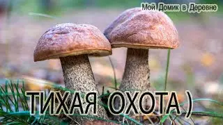 А ГРИБОВ КРУГОМ ВИДИМО-НЕВИДИМО )))