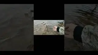 Щучка первый хищник сезона #shorts