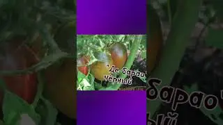 Грядки-посадки.