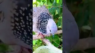 beautiful doves calling 