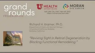 Reviving Sight in Retinal Degeneration by Blocking Functional Remodeling [ARCHIVE]