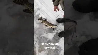 зимняя рыбалка. Щучка на двушечку)