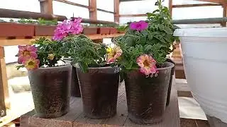 Greenhouse minus 30, winter review, Siberia, Irkutsk 89086553950