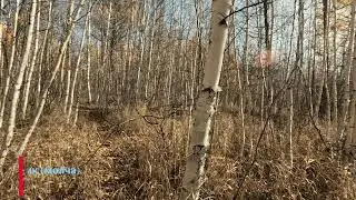 Охота на рябчика в Забайкалье октябрь 2023г.