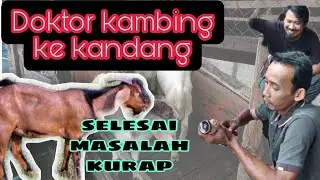 Masalah KURAP KAMBING selesai..INJECT satu kandang