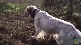Addestramento Cani - Arlet su brigata di pernici