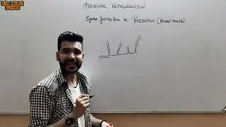 SPORE FORMATION IN RHIZOPUS ( Types of asexual reproduction )