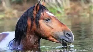 Film motywujący do jazdy konno :D