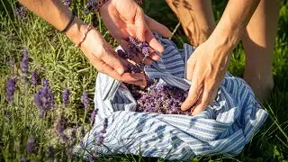 Die Ernte des Bio Granit Lavendel im Mühlviertel