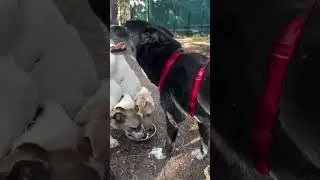 Гений | Genius