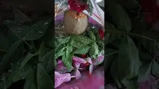 Lord shiva🙏🙏#har har mahadev 👏 #rudrabhishek#sasural#jai shiv shambhu 🙏🙏