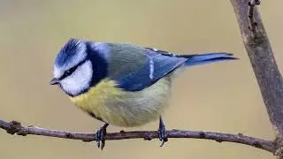 Vogel Geräusche
