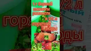 Клубнику от долгоносика обработали? Пора!