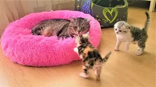 Папа кот знакомится с котятами❤️ Начало дружбы!!!