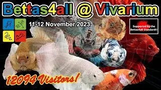 Bettas4all @ Vivarium2023